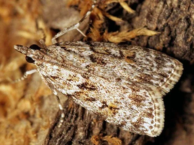 Scoparia pyralella