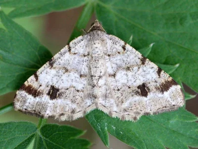 Macaria signaria