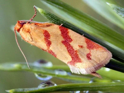 Clepsis pallidana