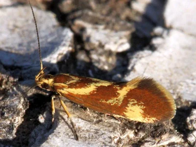 Metalampra cinnamomea