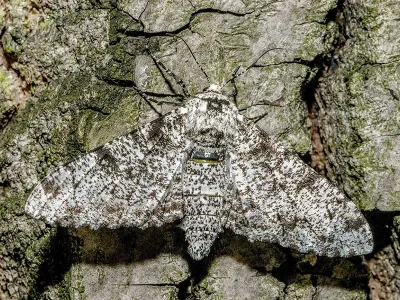 Biston betularia