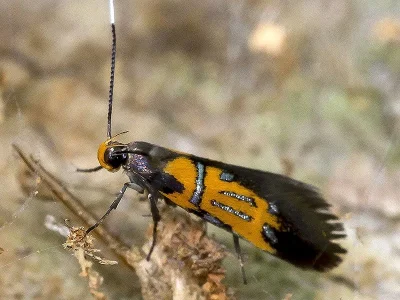 Schiffermuelleria (Schiffermuelleria) schaefferella