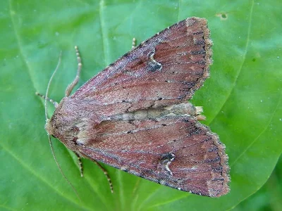 Apamea (Apamea) lateritia