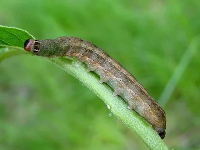 Conistra (Conistra) ligula