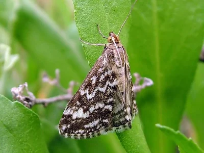Evergestis frumentalis