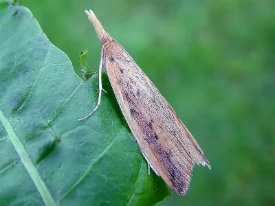 Schoenobius gigantella