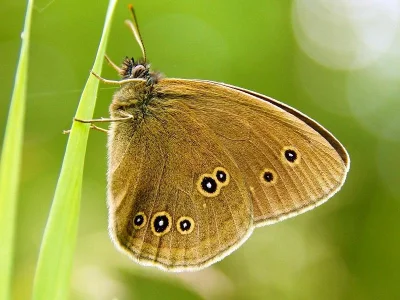 Aphantopus hyperantus