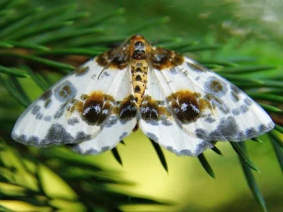 Abraxas (Calospilos) sylvata