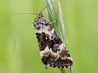 Deltote deceptoria