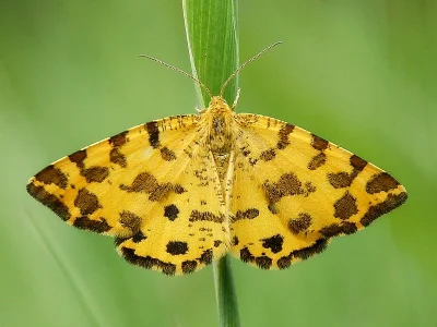 Pseudopanthera macularia