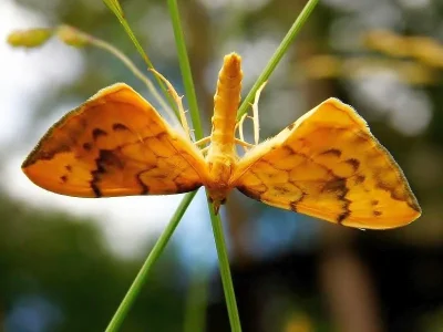 Gandaritis pyraliata