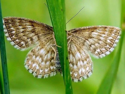 Scopula (Scopula) immorata