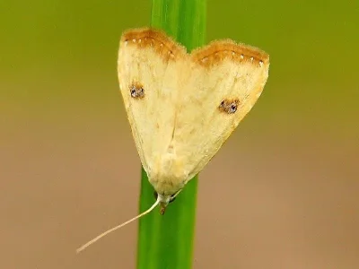 Rivula sericealis