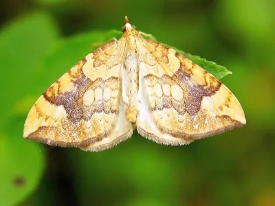 Eulithis populata