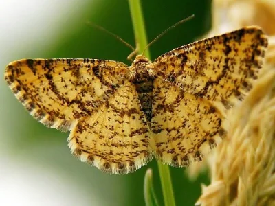Heliomata glarearia