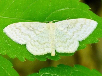 Scopula (Ustocidalia) floslactata