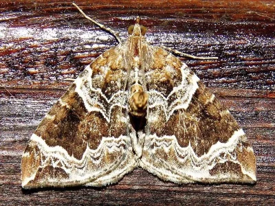 Eulithis prunata