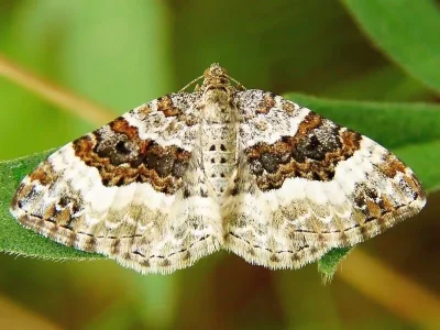 Epirrhoe rivata