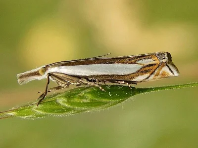 Crambus pascuella