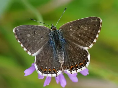 Polyommatus (Lysandra) coridon