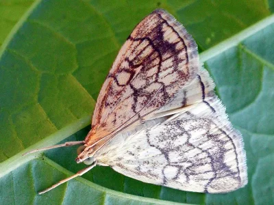 Evergestis pallidata