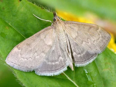 Anania fuscalis