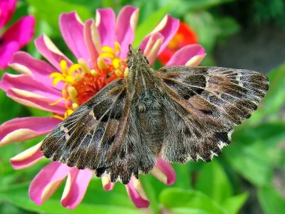 Carcharodus alceae