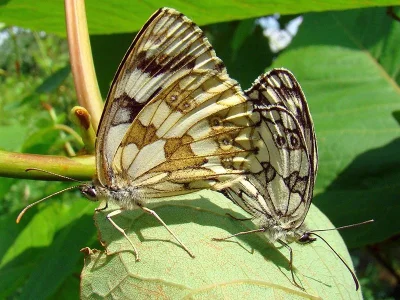 Melanargia (Melanargia) galathea