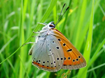 Lycaena (Thersamolycaena) dispar