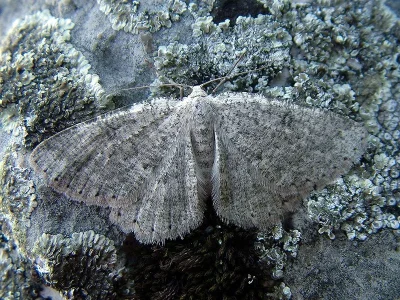 Charissa (Costignophos) pullata
