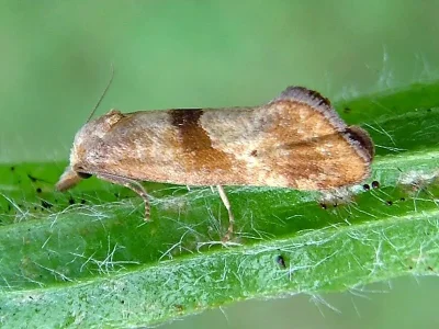 Cochylimorpha hilarana