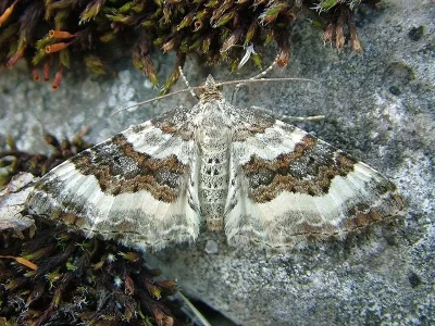 Epirrhoe rivata
