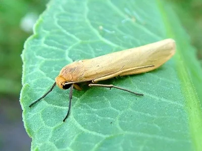 Eilema (Manulea) pygmaeola