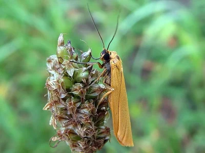 Eilema (Manulea) lutarella