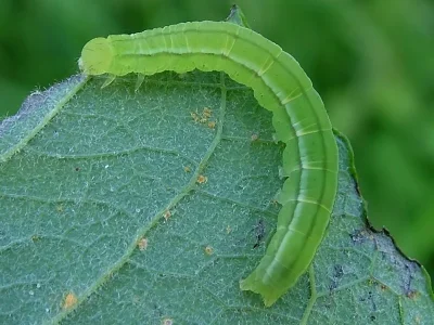 Scoliopteryx libatrix