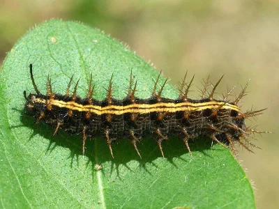 Argynnis (Argynnis) paphia