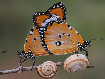 Danaus (Anosia) chrysippus