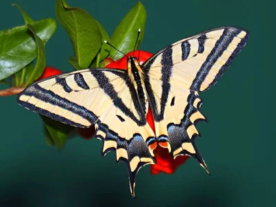Papilio (Papilio) alexanor