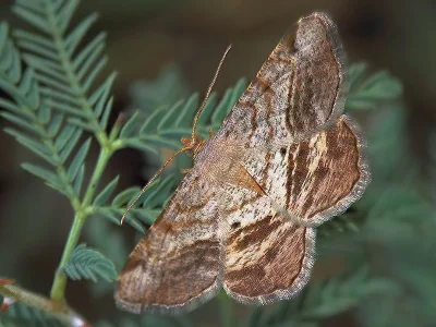 Chiasmia aestimaria
