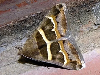 Grammodes stolida