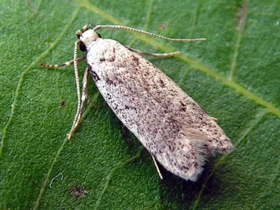 Gelechia (Gelechia) rhombella