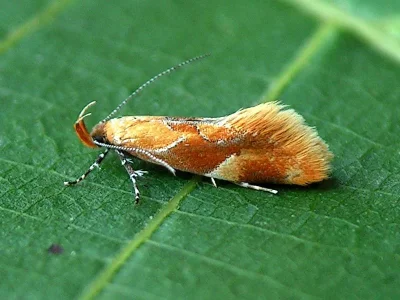 Epicallima formosella