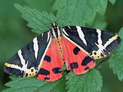 Euplagia quadripunctaria
