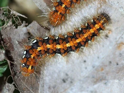 Euplagia quadripunctaria