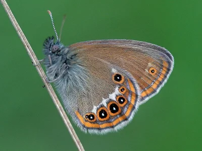 Coenonympha hero