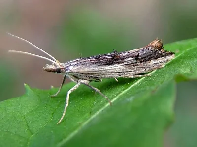 Ypsolopha scabrella