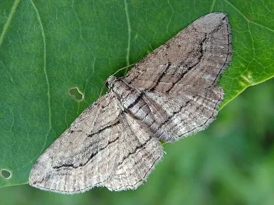 Horisme corticata