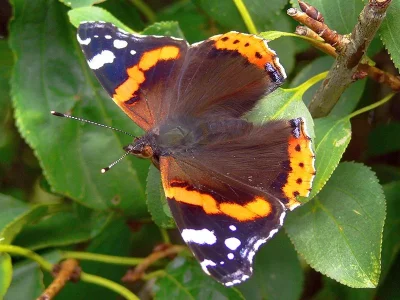 Vanessa atalanta