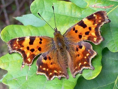Polygonia c-album