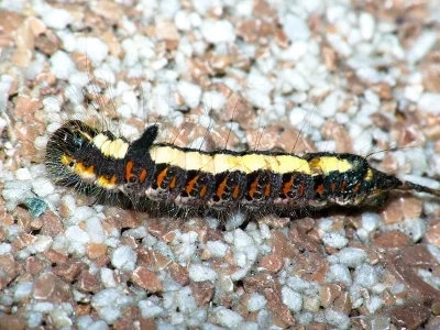 Acronicta (Triaena) psi